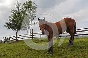 Horse and a morning fog in a mountain pasture