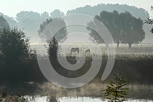 Horse in the morning mist