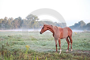 Horse on morning pasture