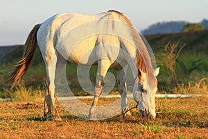 Horse with morning sunshine