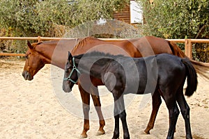 Horse mother and her young foal