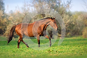 Horse in motion