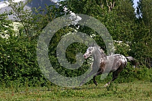 Horse in motion