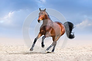 Horse in motion