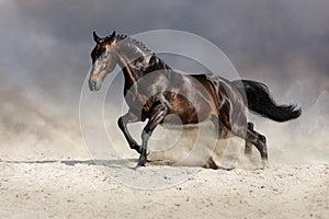 Horse in motion