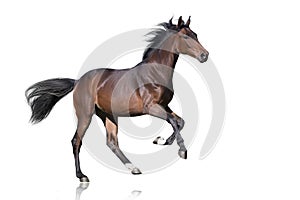 Horse in motion isolated