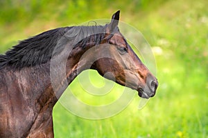 Horse in motion outdoor