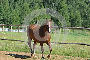 Horse in motion portrait