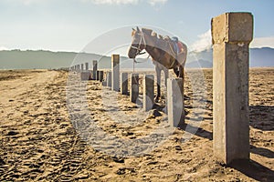 A Horse at Mount Bromo in east Java, Indonesia