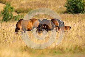 Horse in the mountain