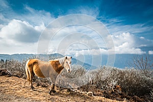 Horse on the mountain.