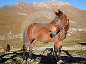 Horse on a mountain background