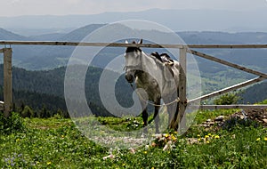 Horse in mountain. Beautiful natural landscape.
