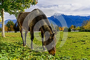 Horse and mountain in British Columbia, Canada