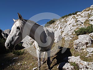 Horse on the mountain