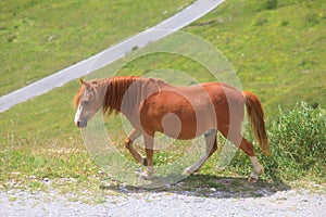 Horse in mountain in the meadow