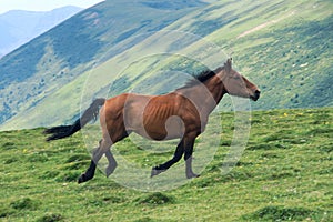 Horse in mountain