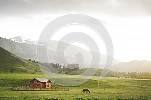 Horse in mountain in village. at home