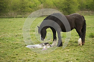 Horse mourning her still born foal