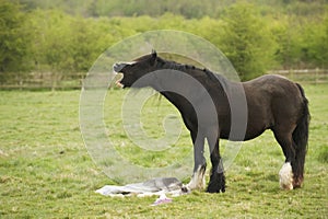 Horse mourning her still born foal