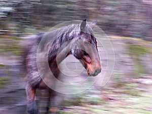 Horse in a movement