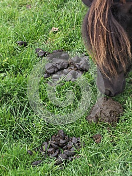 Horse Muck photo