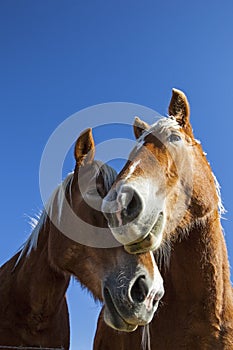 Horse mug shot