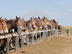 A horse among mules