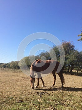 Horse munching grass