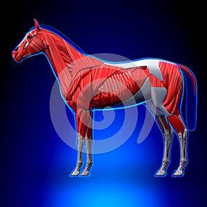 Horse Muscles - Horse Equus Anatomy - on blue background