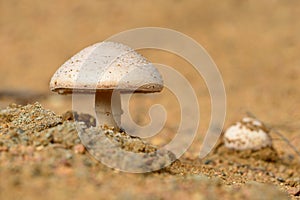 Horse Mushrooms