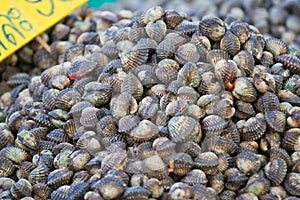 Horse mussel in thai market
