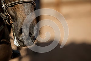 horse muzzle close-up view from bottom to top, soft focus.