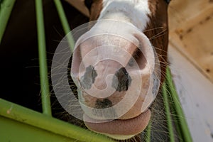 horse muzzle close-up view from bottom to top, soft focus