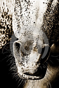 Horse Muzzle Closeup