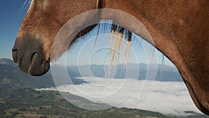 Horse muzzle detail