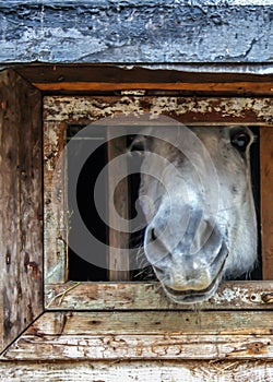 Horse muzzle in a small window in the stable. Farm animals close up.