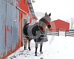 Horse named Charley standing by the barn