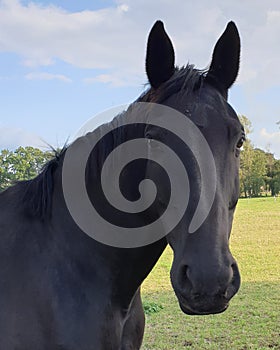 Horse, natur,  pferd