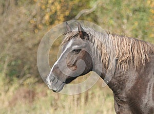 Horse on nature