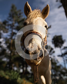 Horse, nature and a Beautiful sunset photo