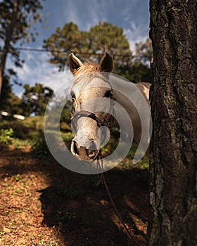 Horse, nature and a Beautiful sunset photo