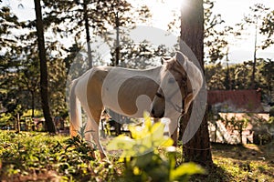 Horse, nature and a Beautiful sunset photo