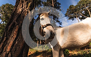 Horse, nature and a Beautiful sunset photo