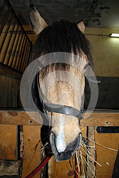 Horse on nature. Portrait of a horse,