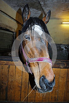 Horse on nature. Portrait of a horse,