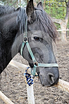 Horse on nature. Portrait of a horse,