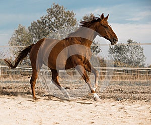 Horse on nature. Portrait of a horse, brown horse