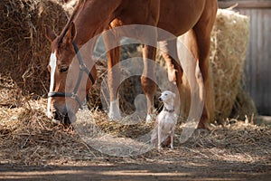 Horse on nature. Portrait of a horse, brown horse, horse stands in the paddock