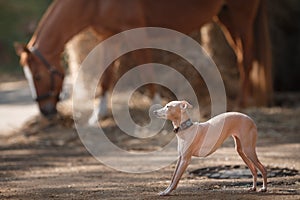 Horse on nature. Portrait of a horse, brown horse, horse stands in the paddock